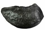 Fossil Whale Ear Bone - Miocene #99983-1